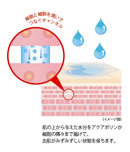 肌の上から与えた水分をアクアポリンが細胞の隅々まで届けて、お肌がみずみずしい状態を保ちます。